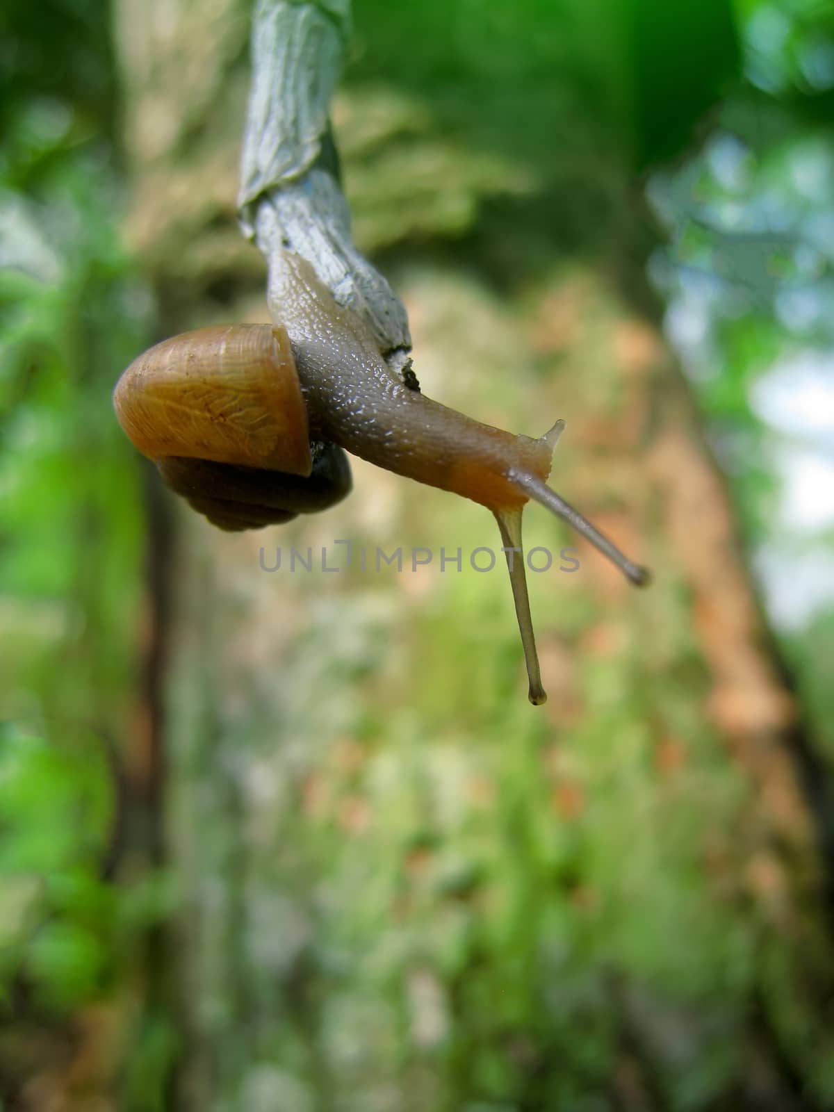 Snail