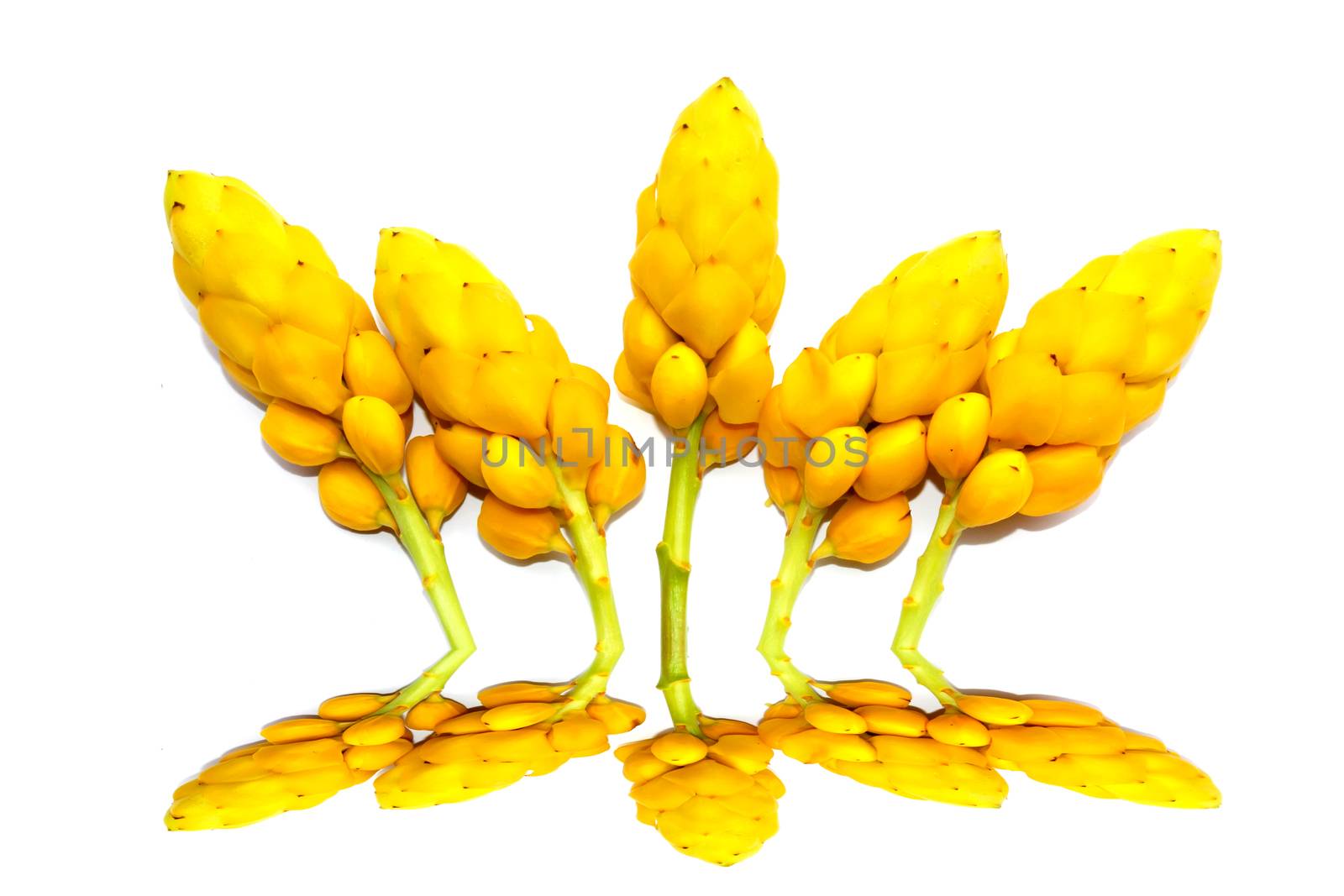 yellow flower