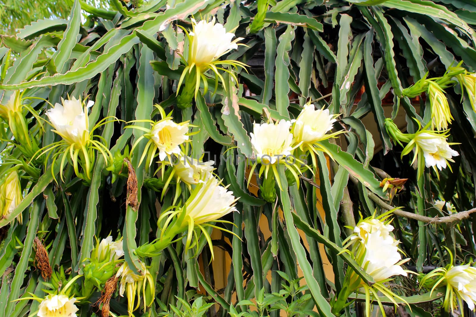 Dragon flower