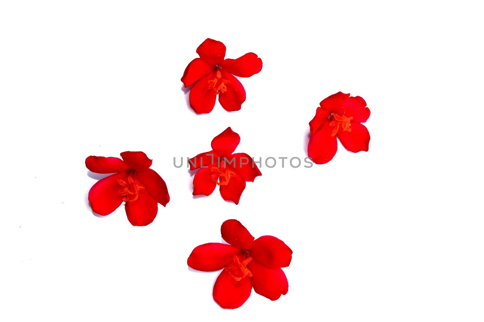 red flower