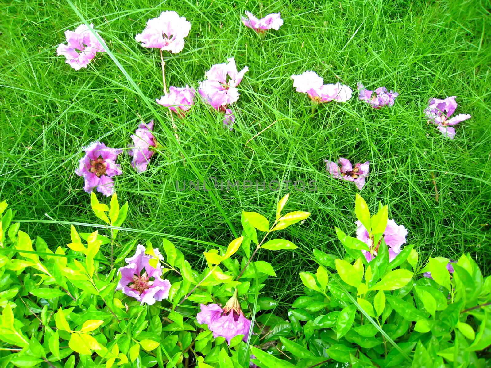 purple flower