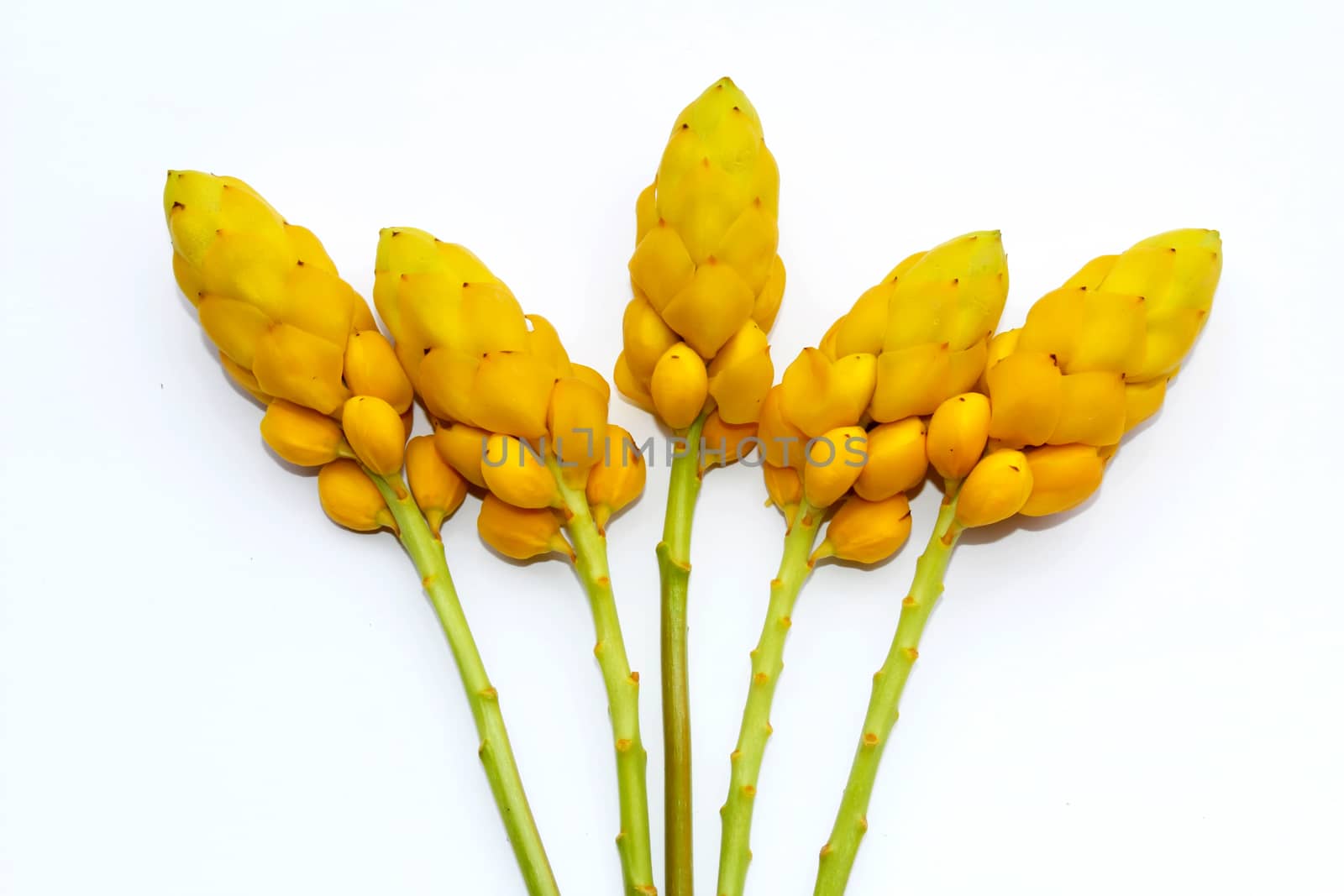 yellow flower