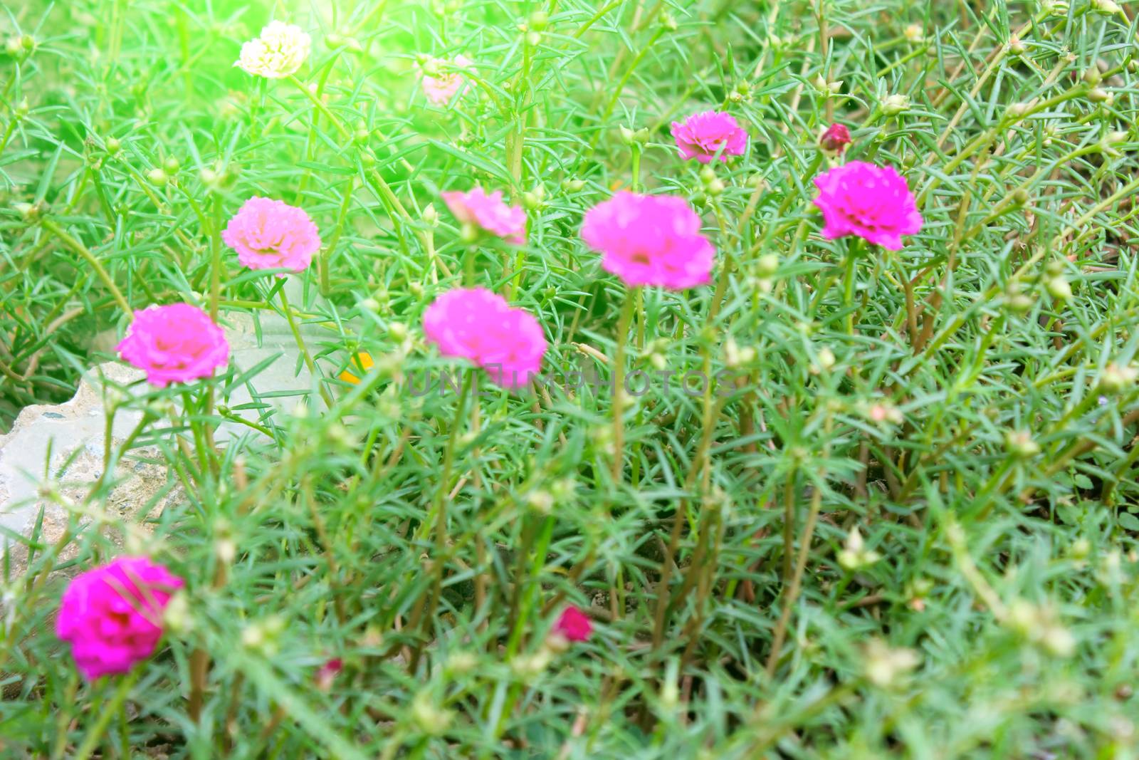 pink flowers