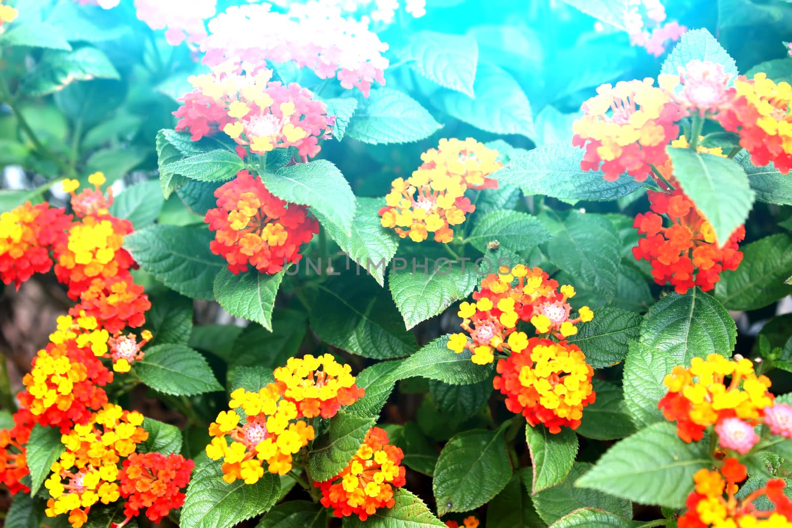Flower