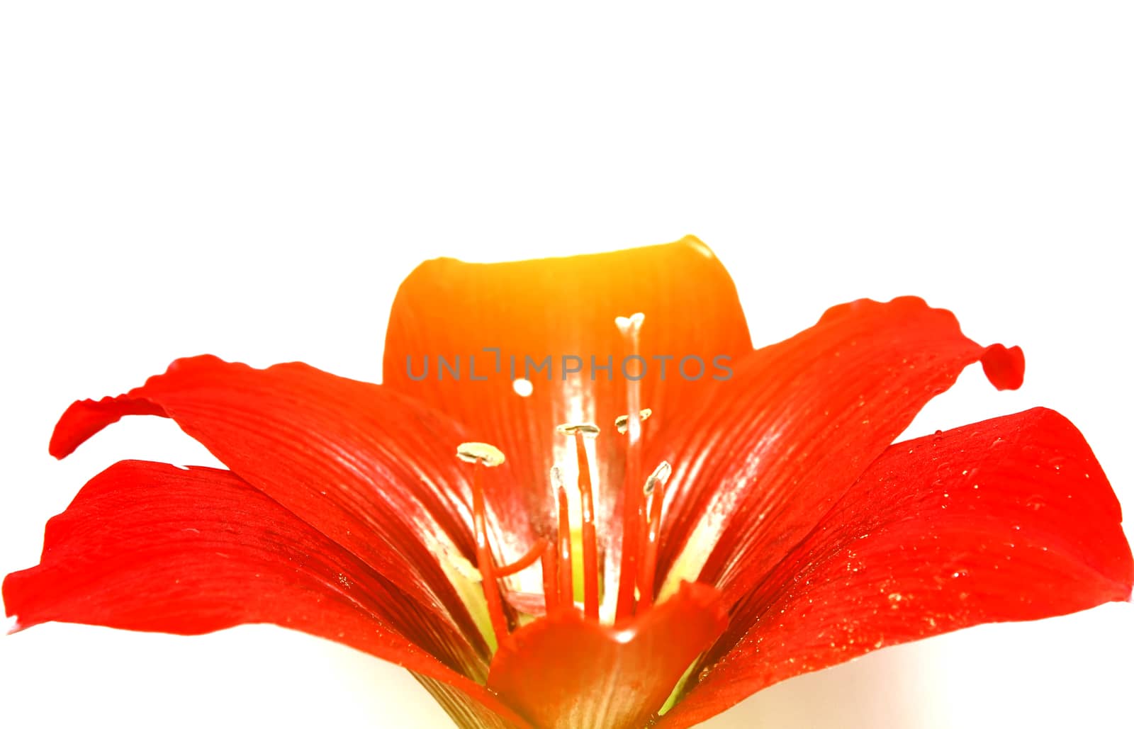 red lily