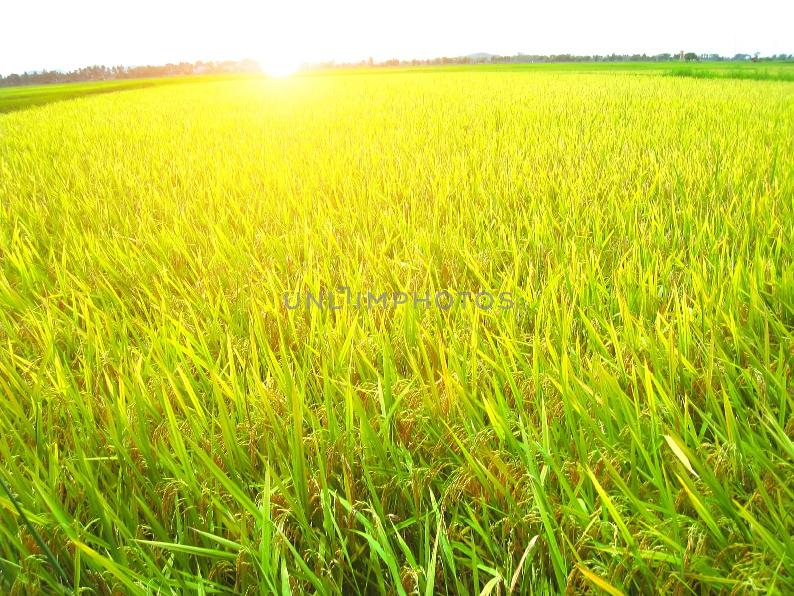paddy field