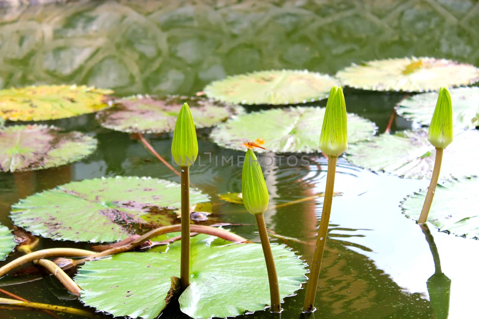 water lily