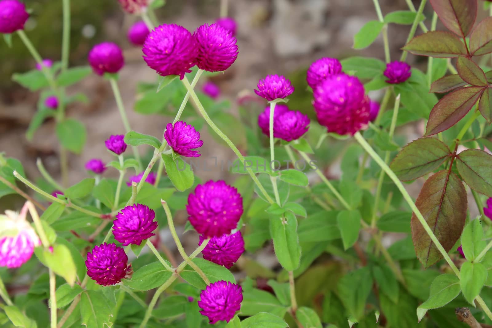 purple flower