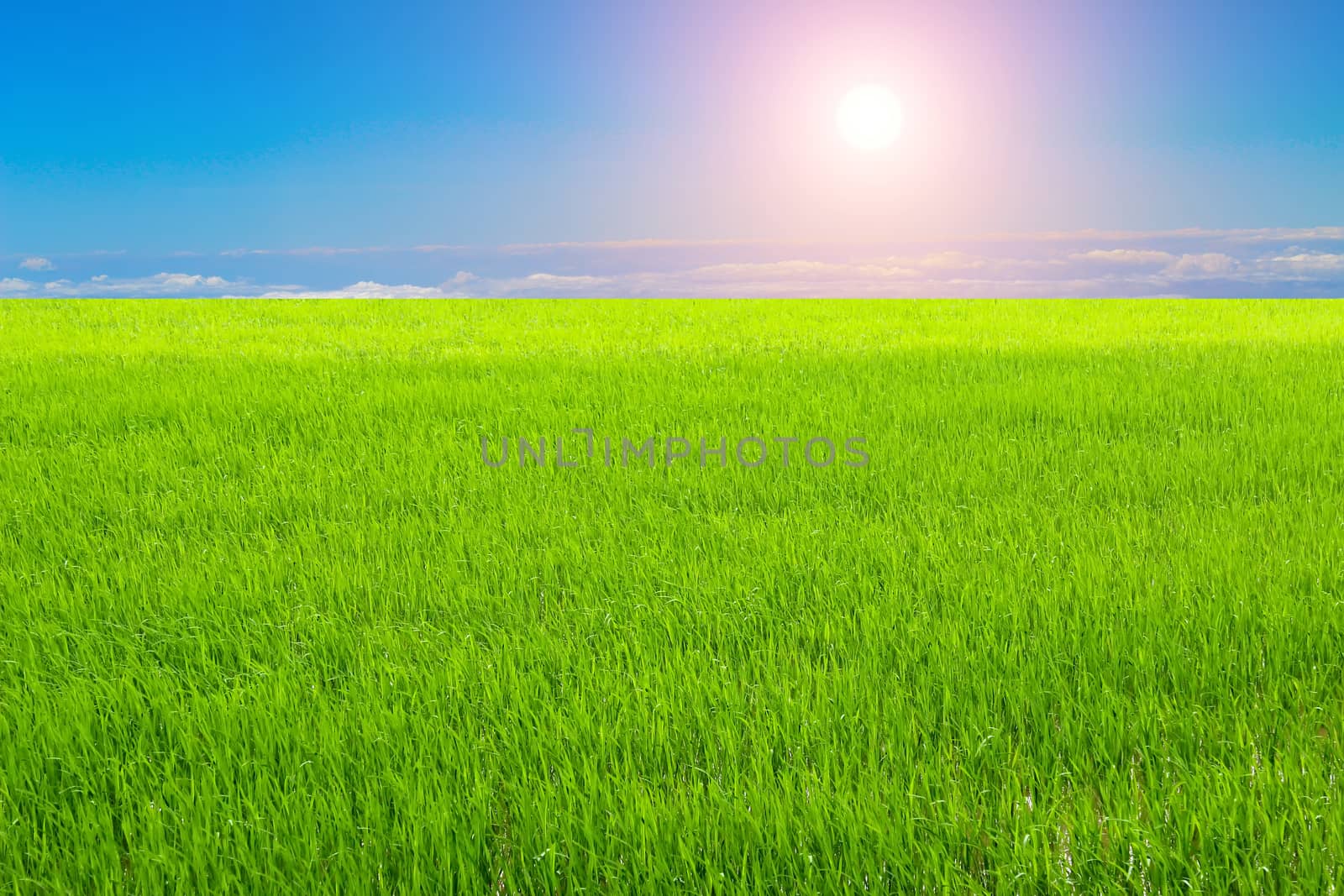 Green paddy and sky