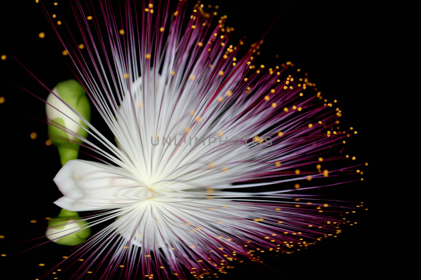 purple flowers blooming in the night