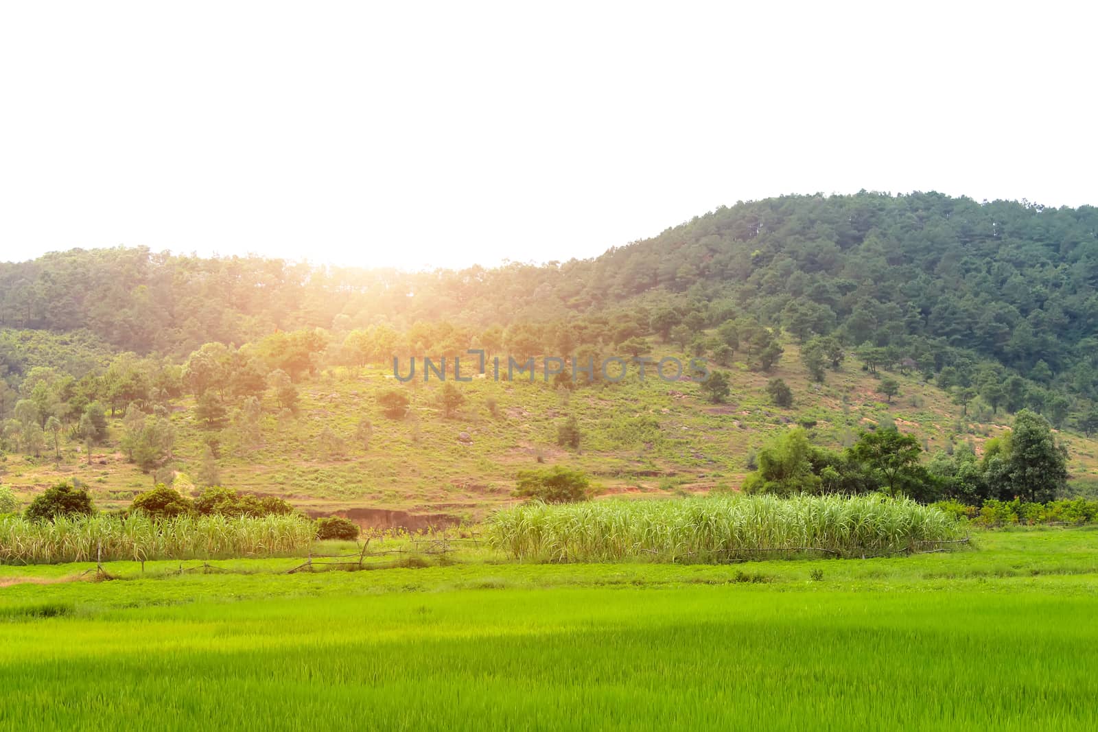 paddy field