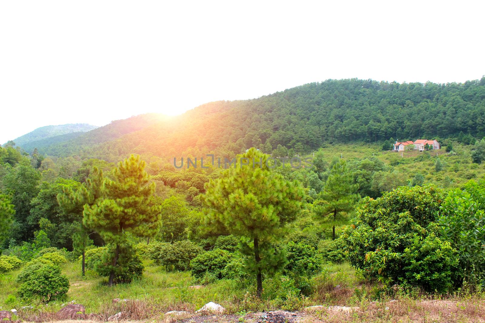 Mountain