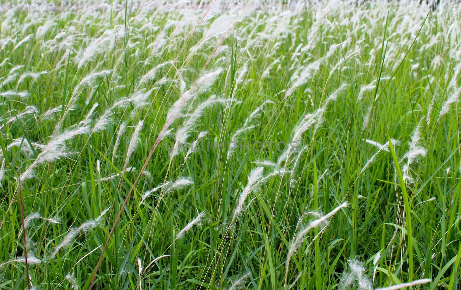 grass