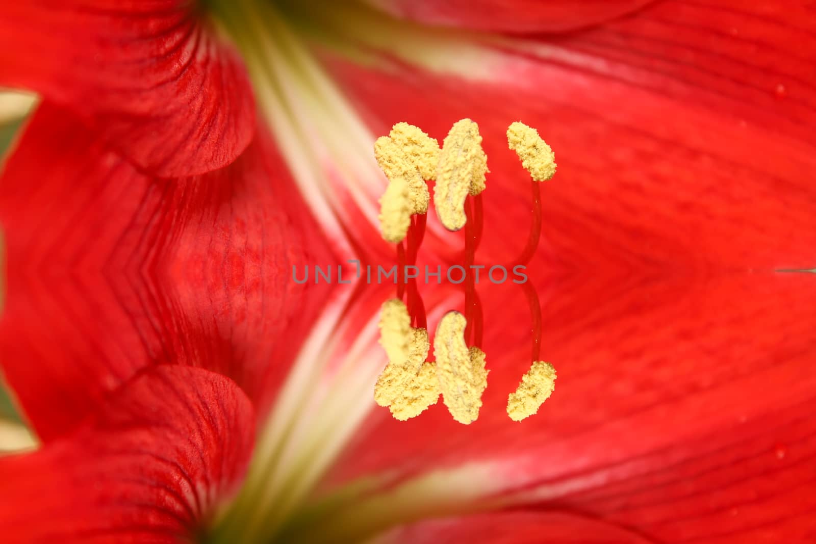red lily