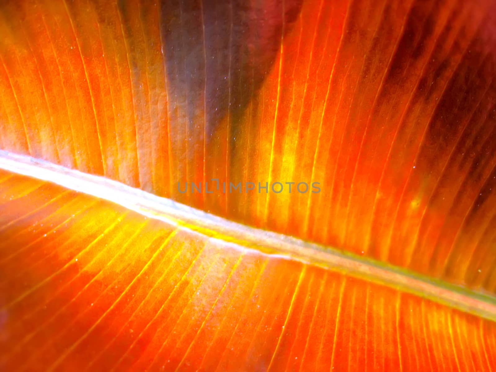 
leaf
