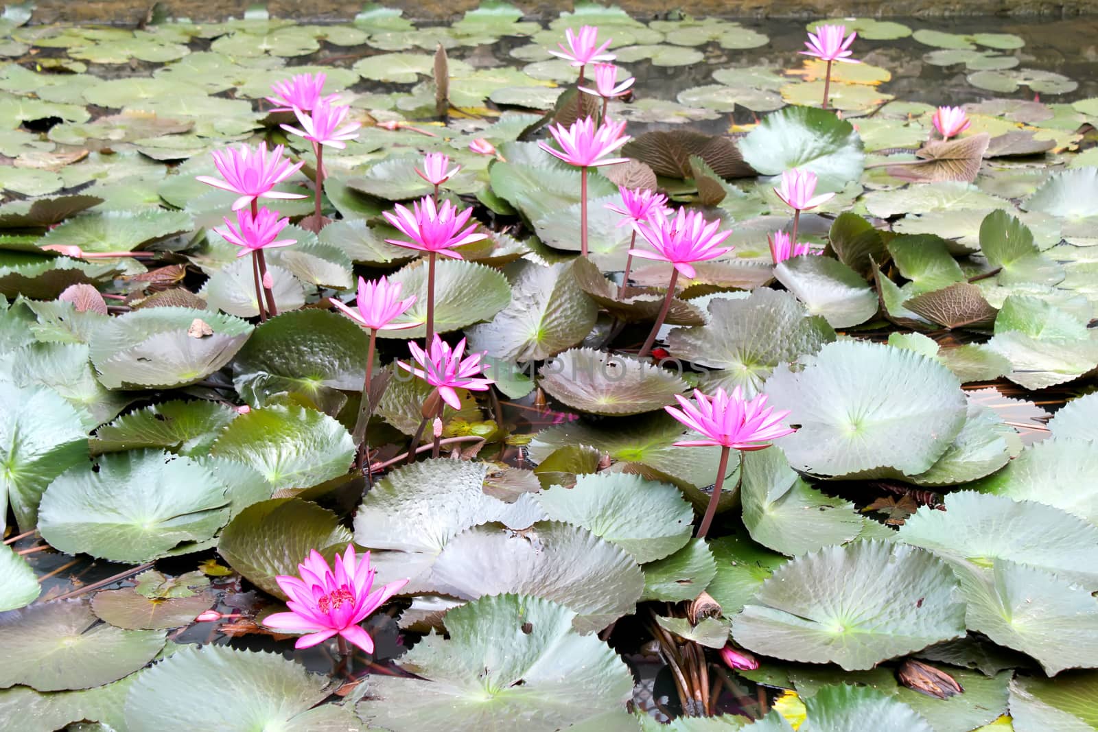 water lily