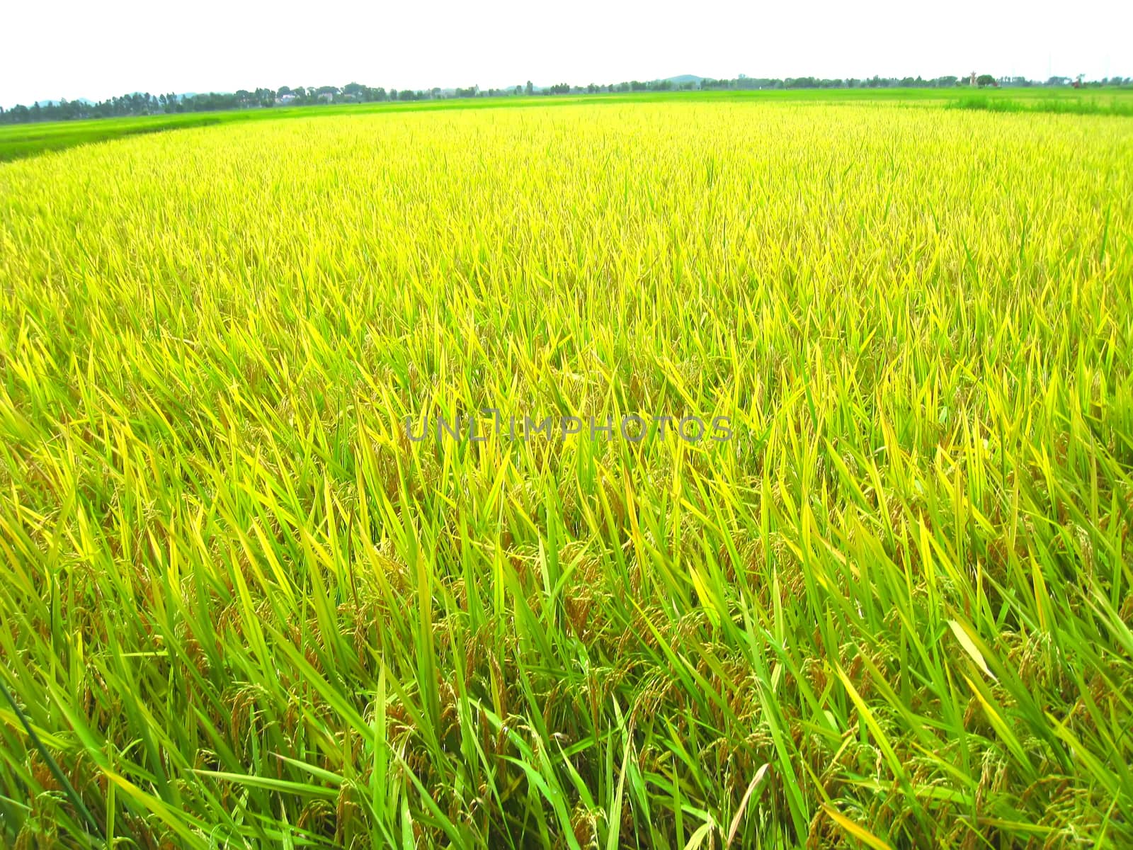 paddy field