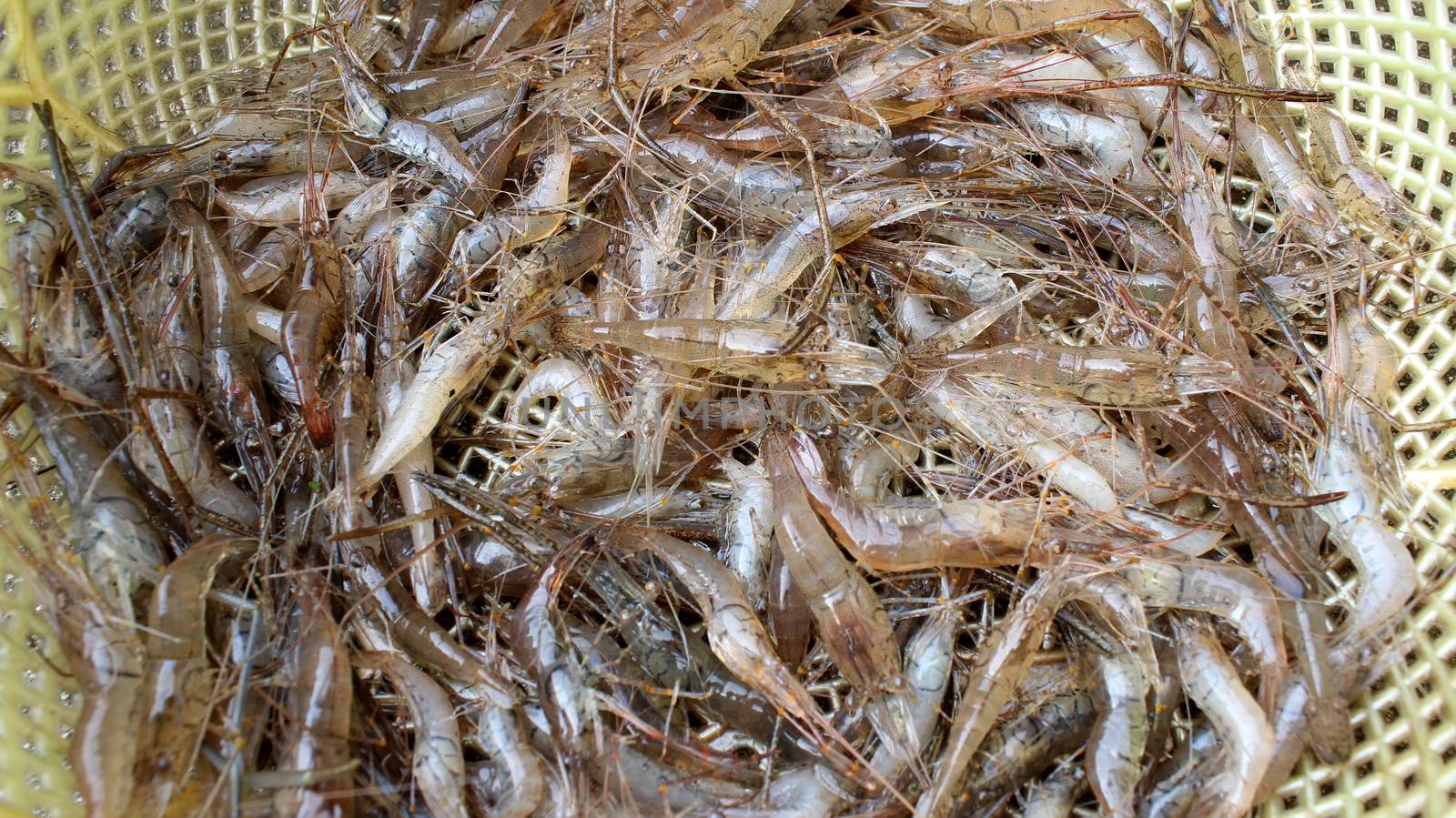 shrimp