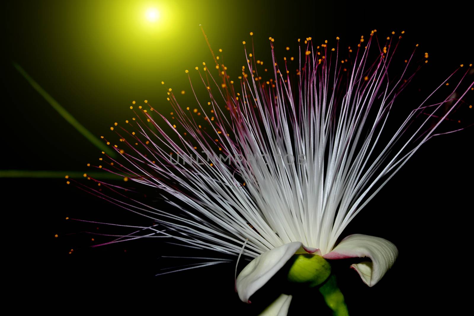 purple flowers blooming in the night