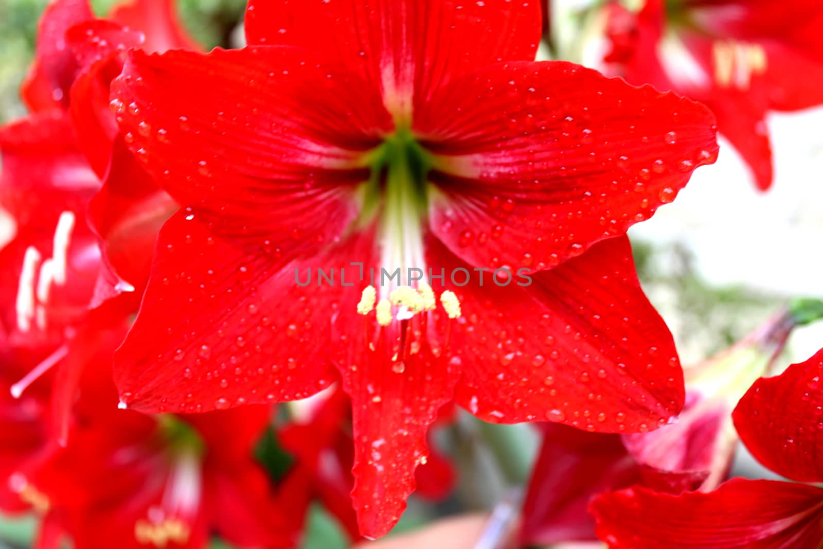 red lily