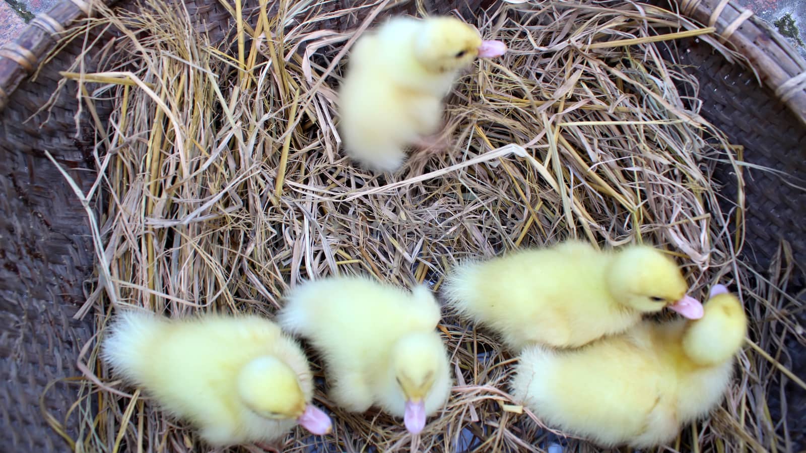 baby swans
