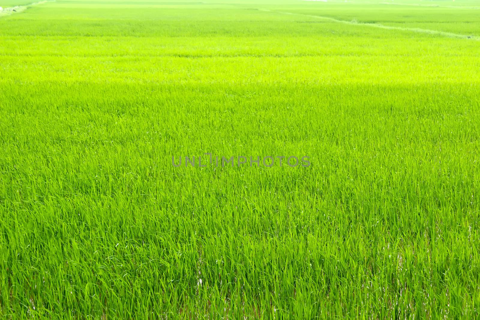 paddy field
