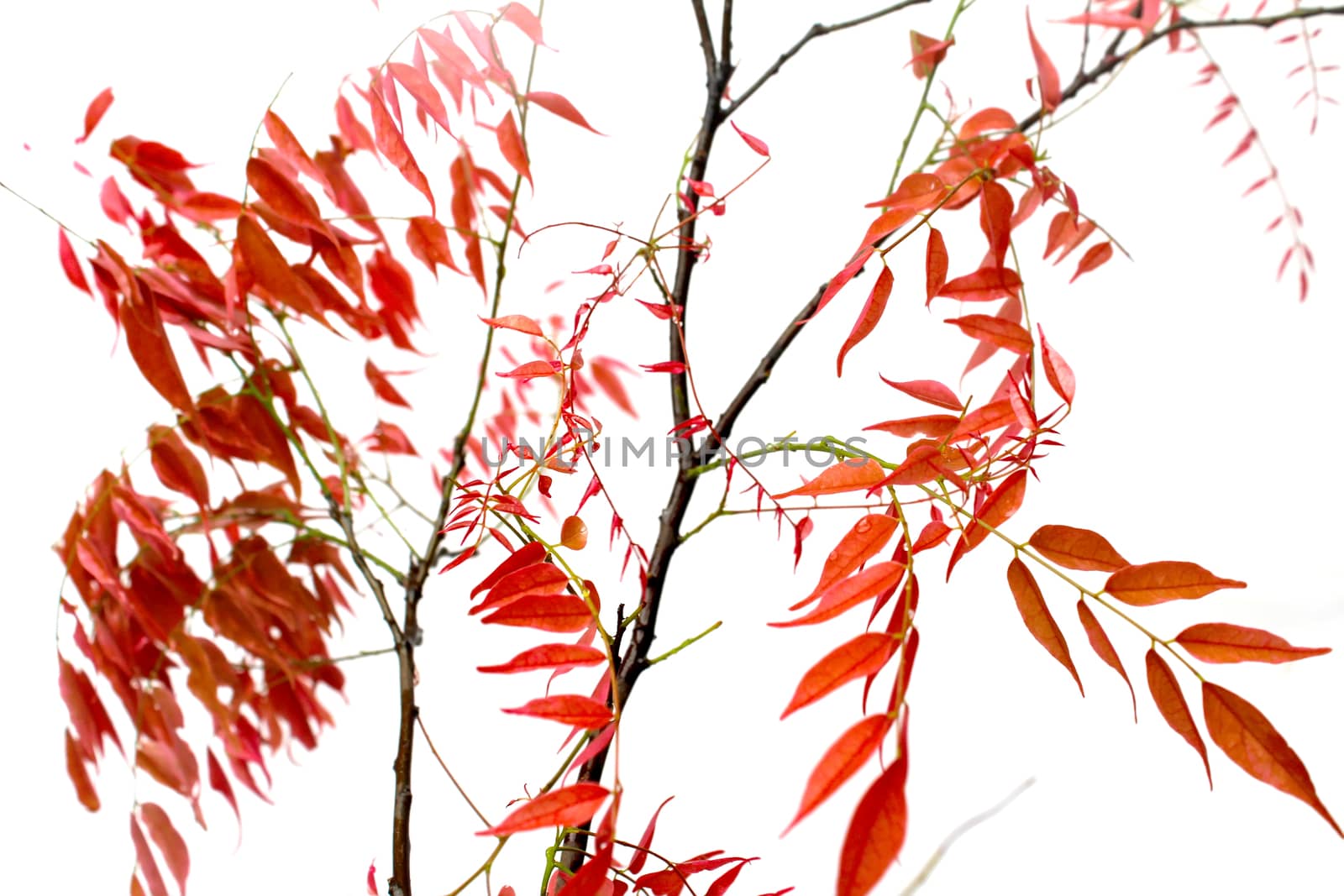 leaf