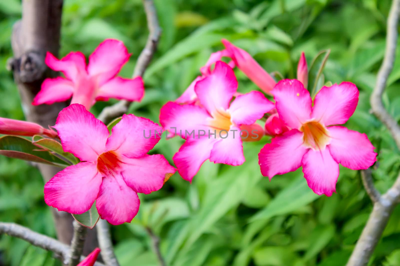pink flower