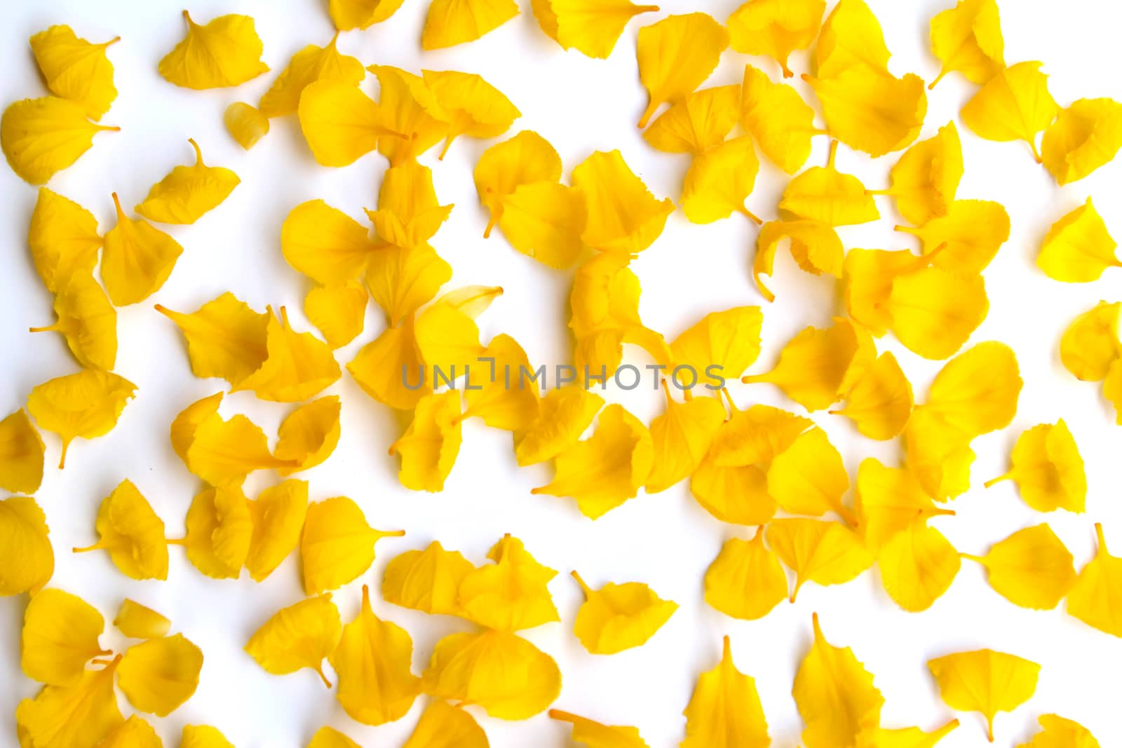 yellow flower