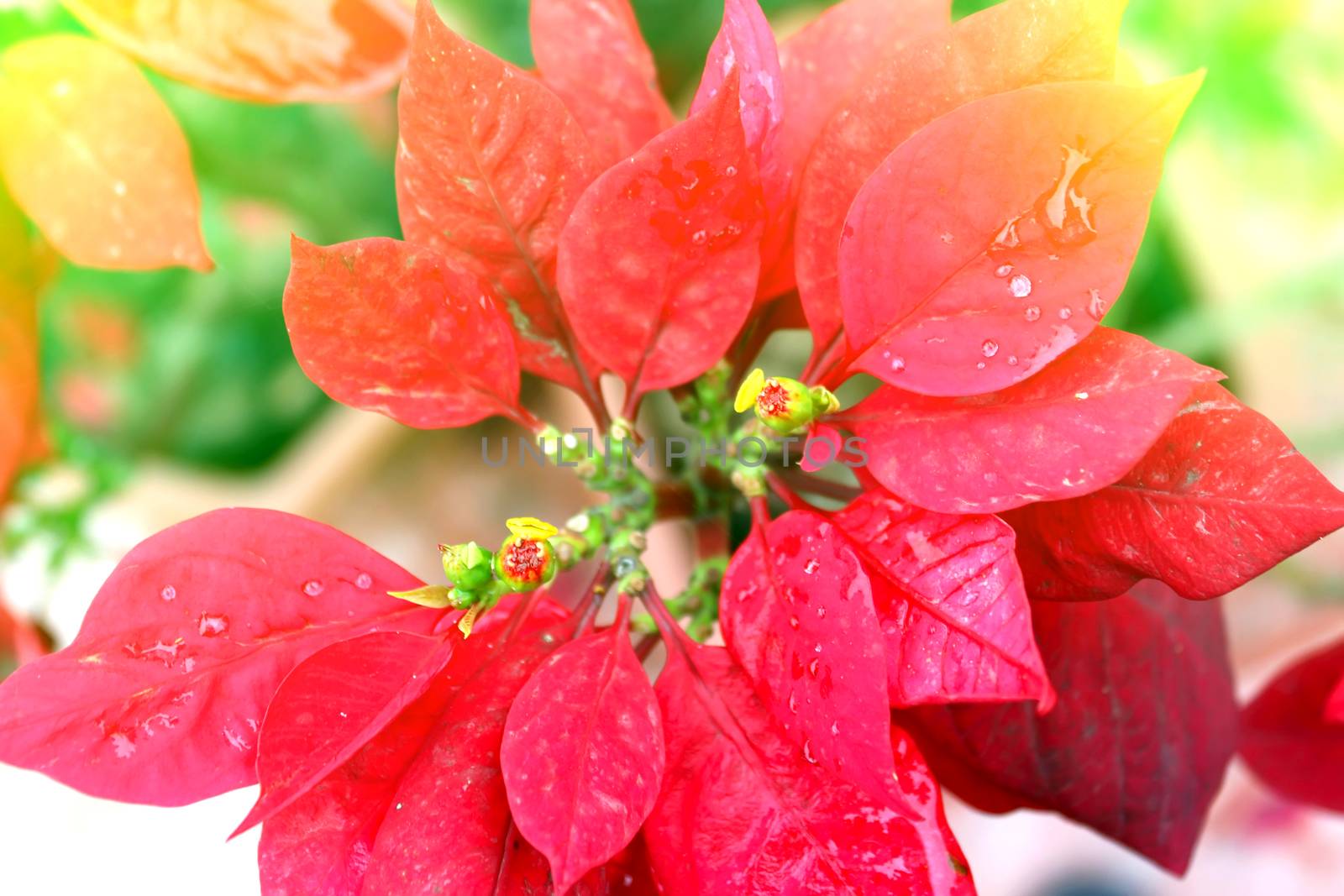 red flower	
