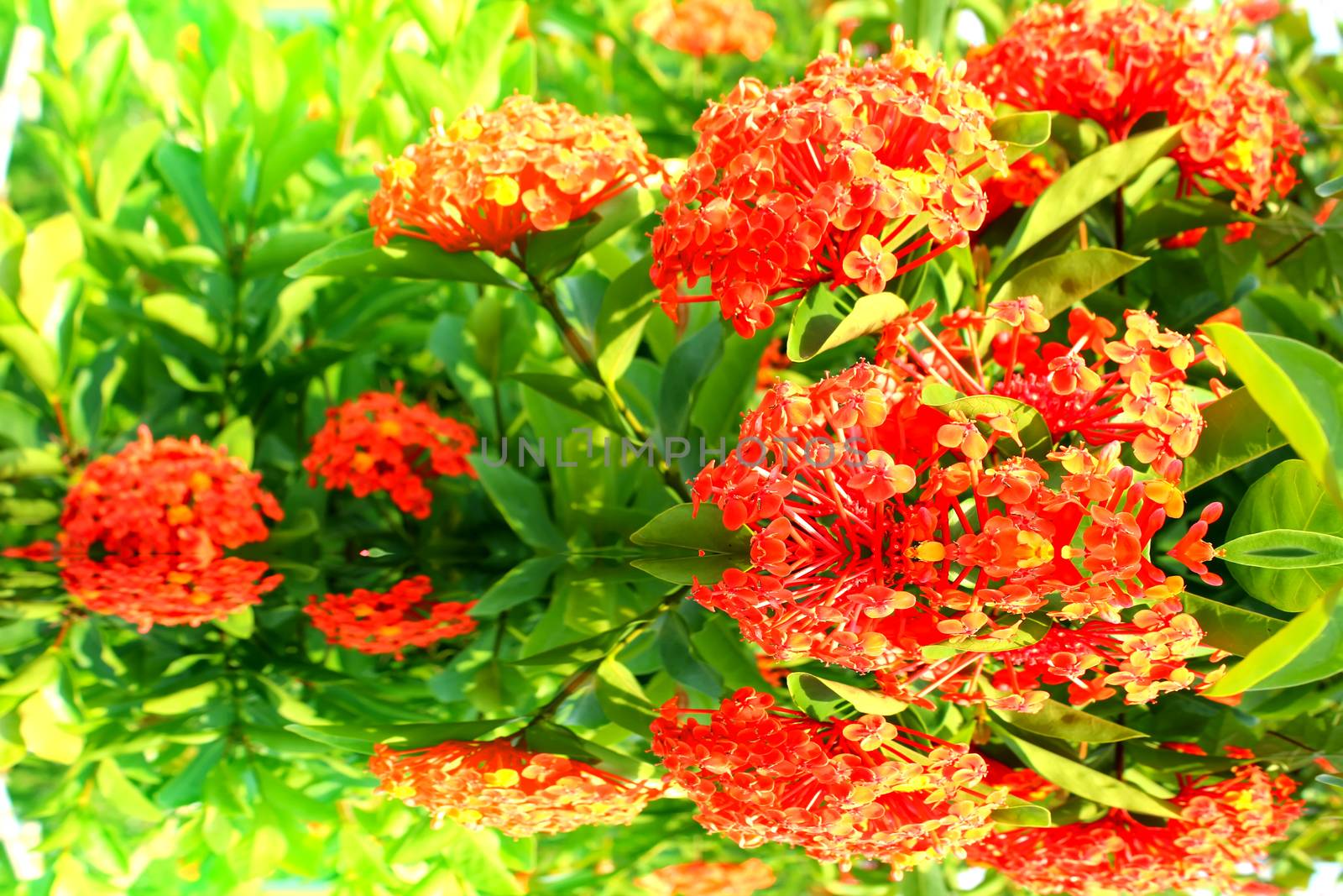 red flower