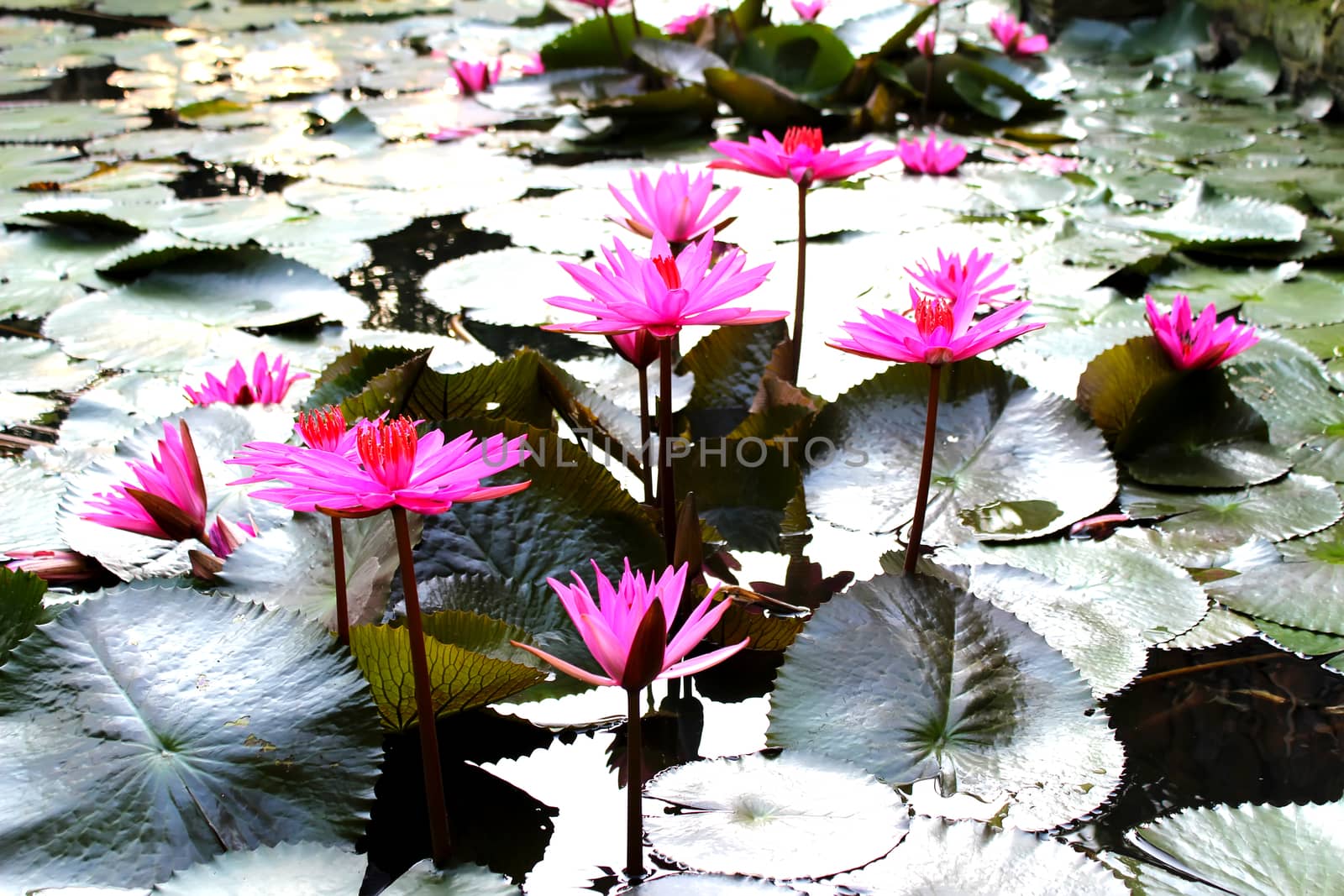 water lily