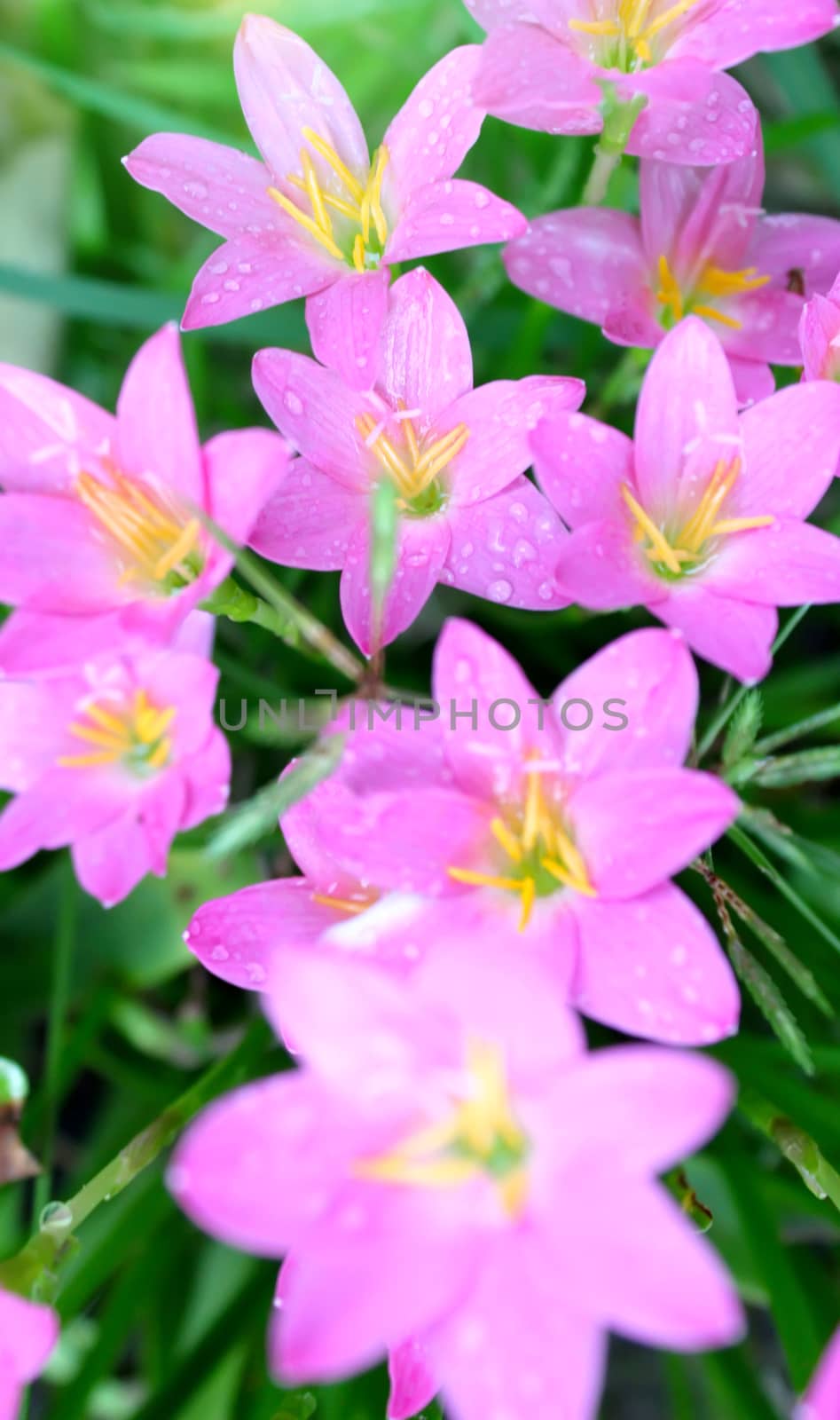 pink flowers blooming