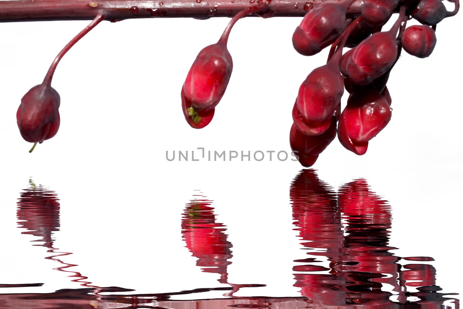 red flowers isolated on white background