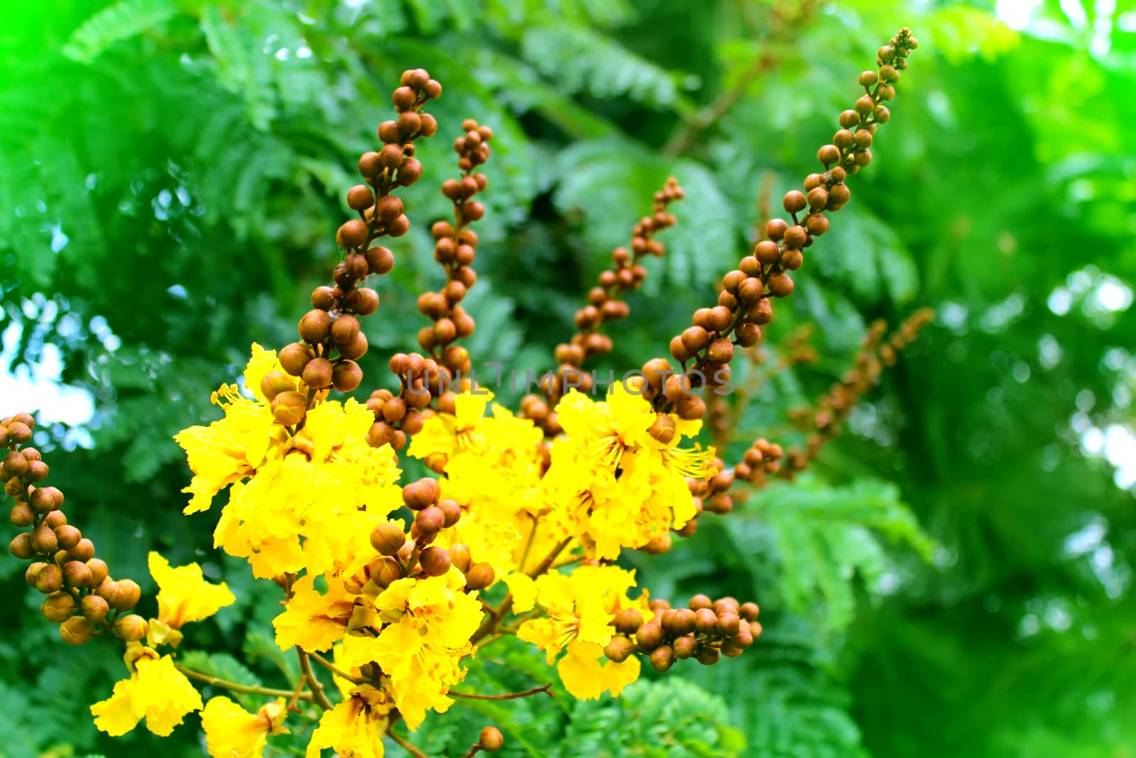 yellow flower