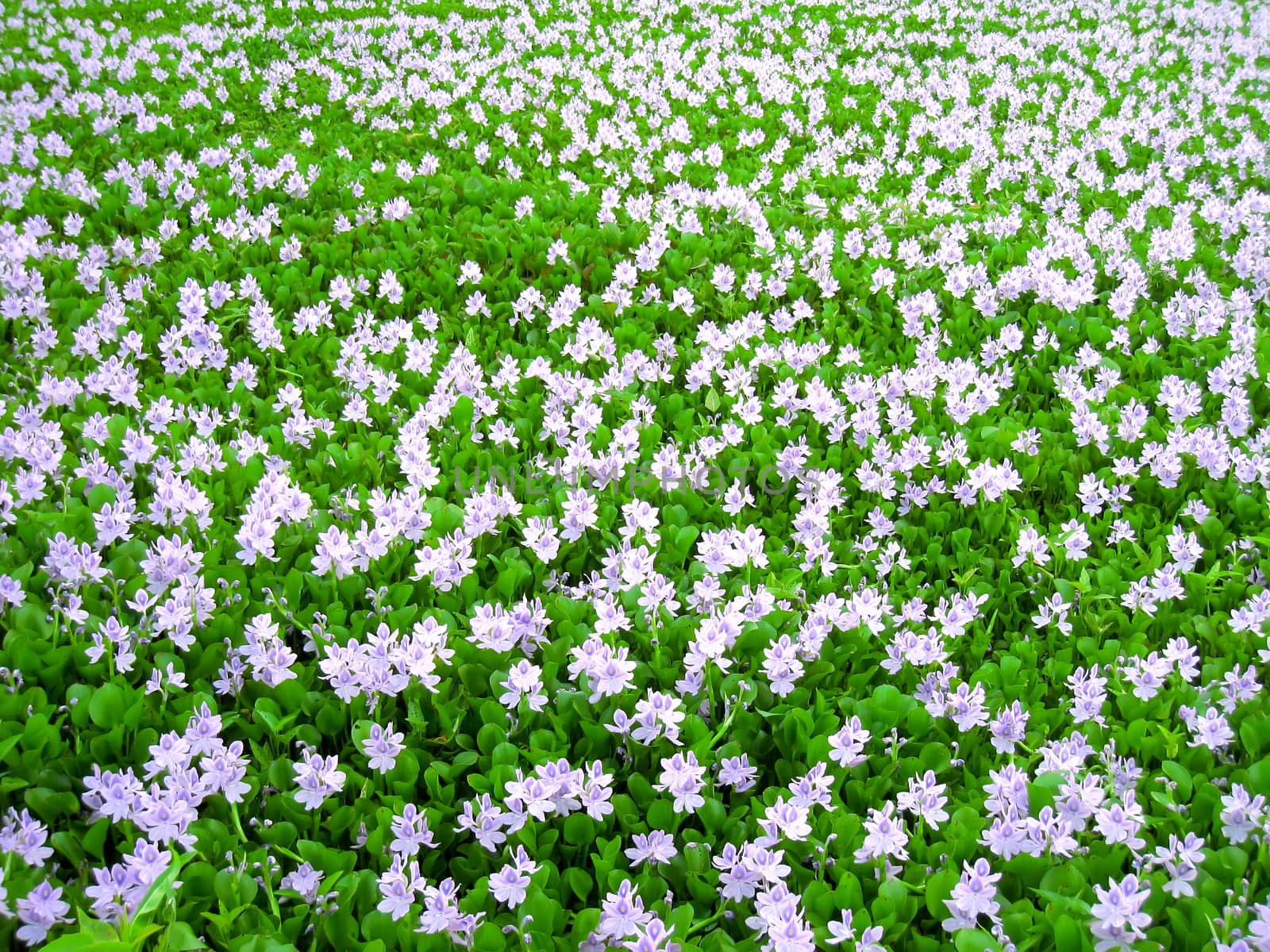 purple flower