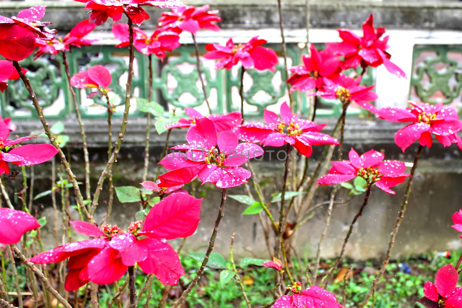 red flower