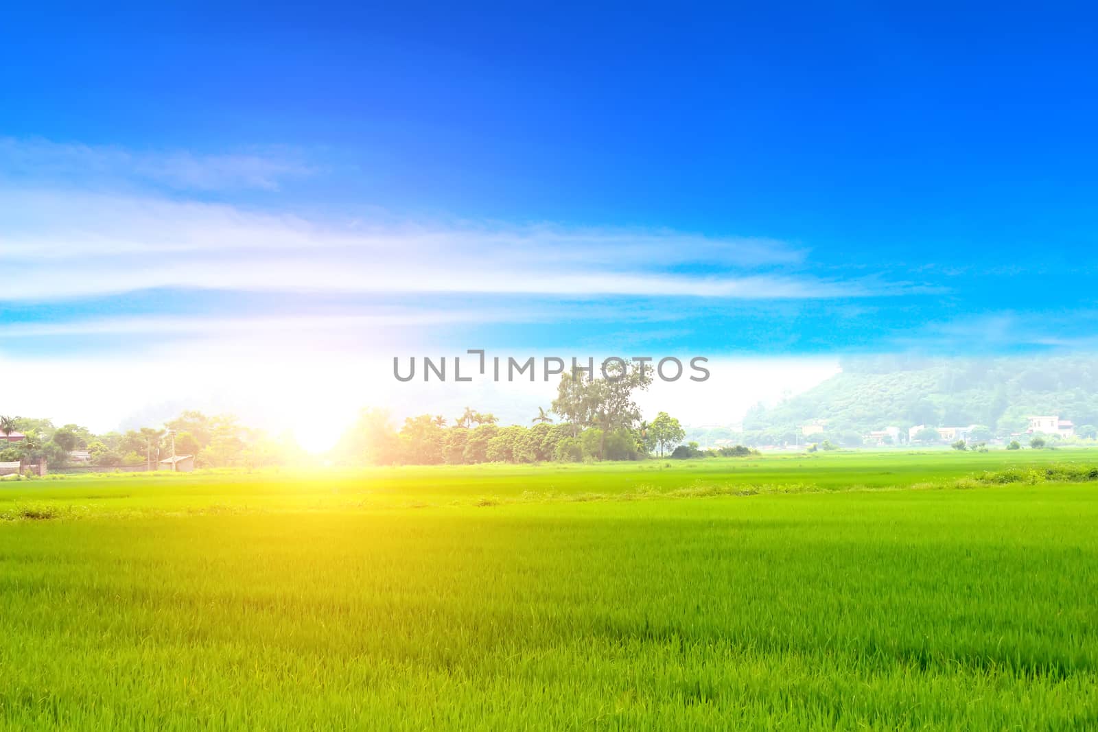 Green paddy and sky by dinhngochung