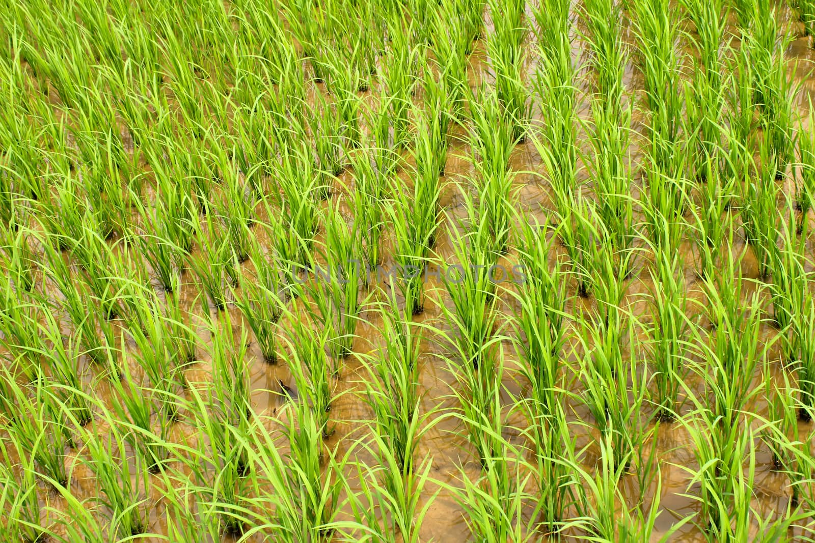 paddy field
