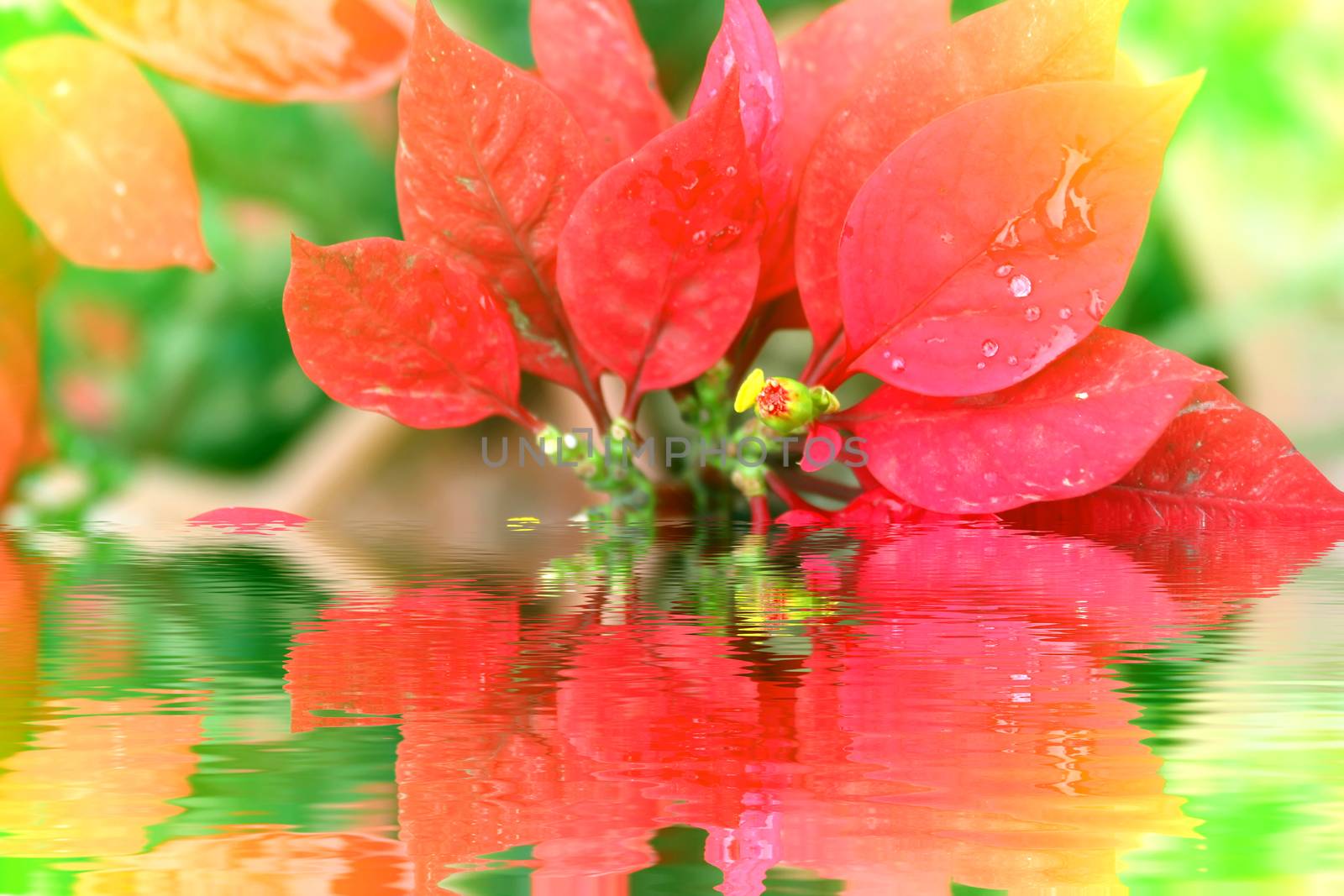 red flower	