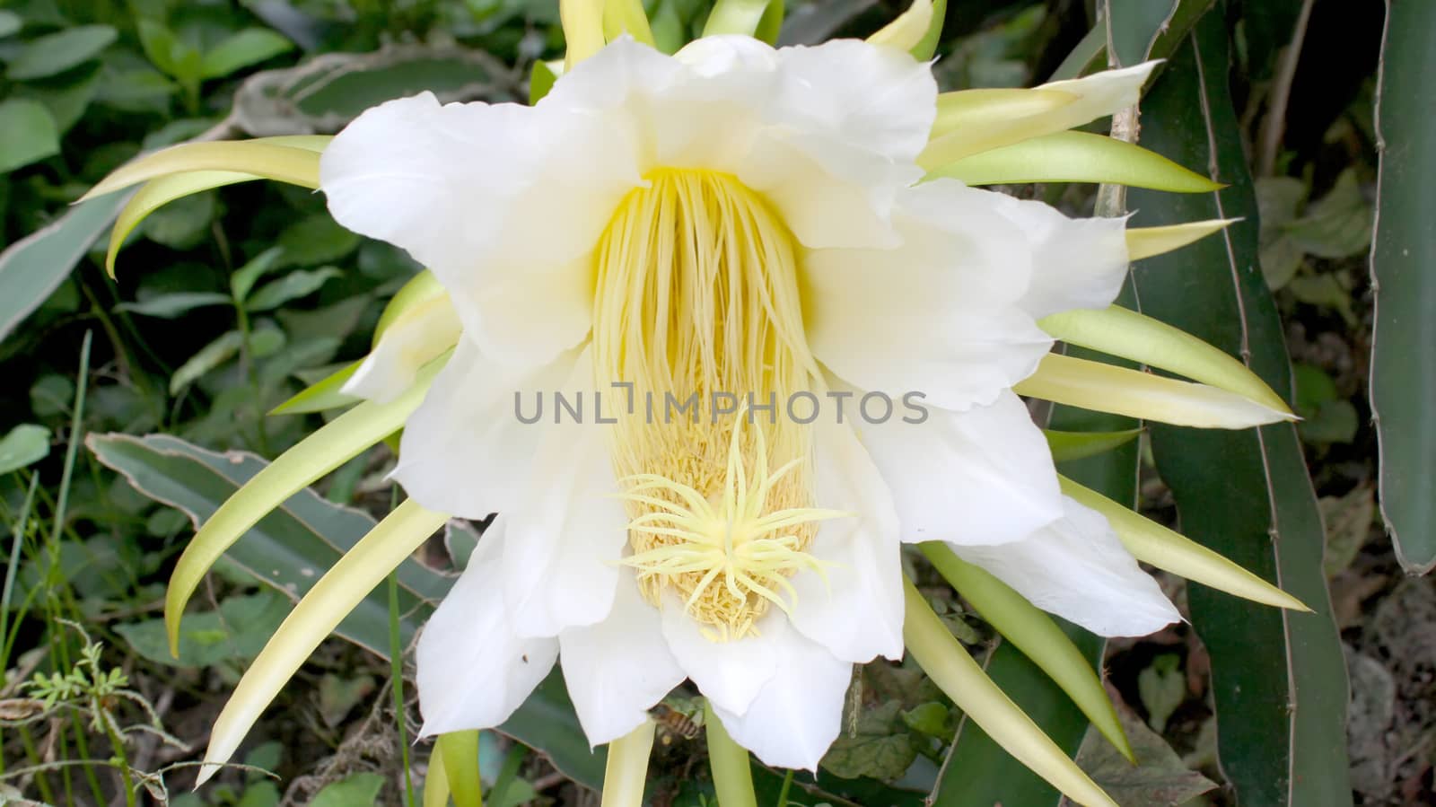 Dragon flower