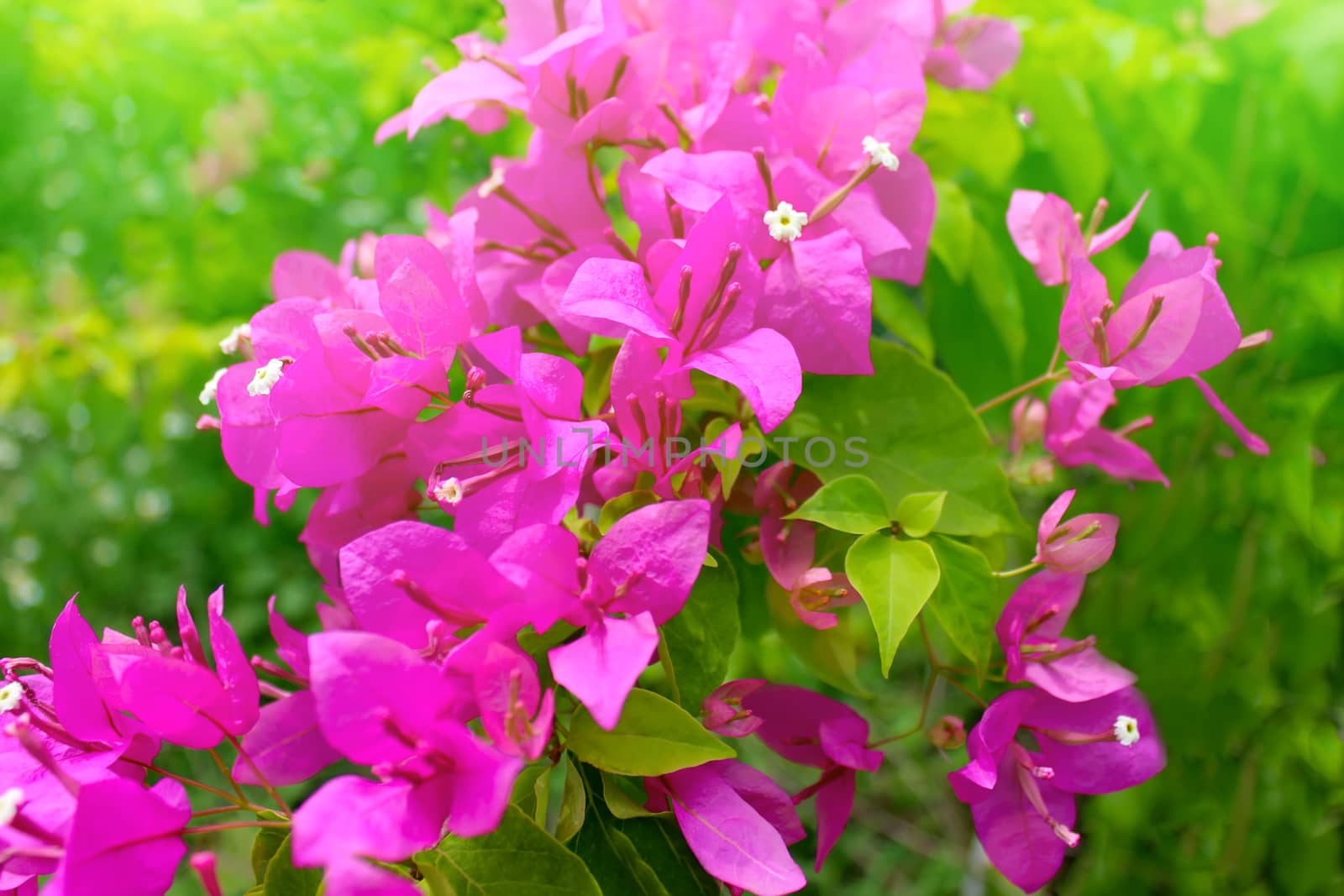 red flower blooming