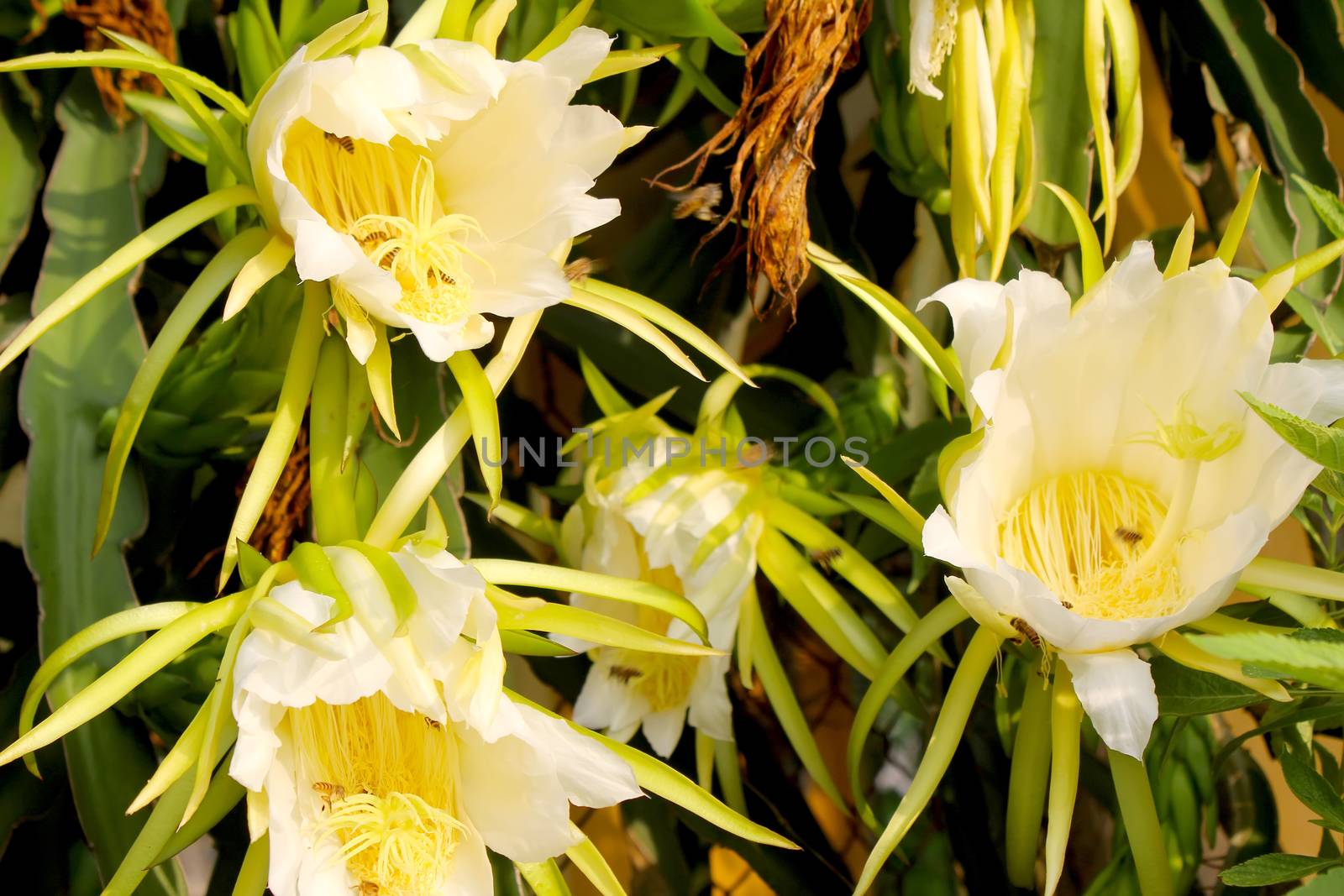 Dragon flower