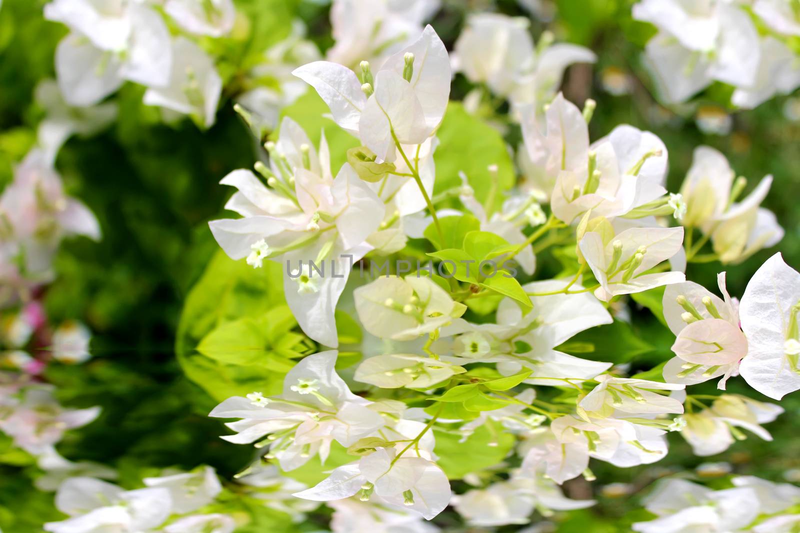 white flower