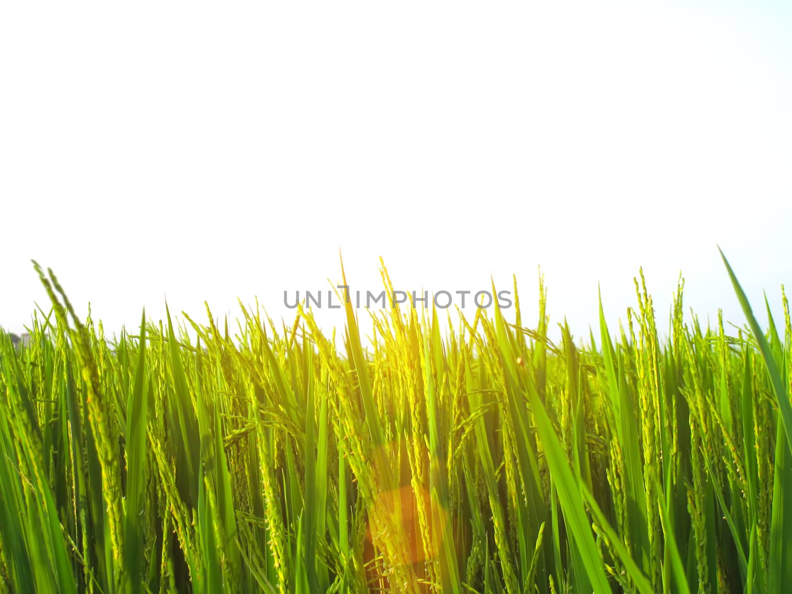 paddy field