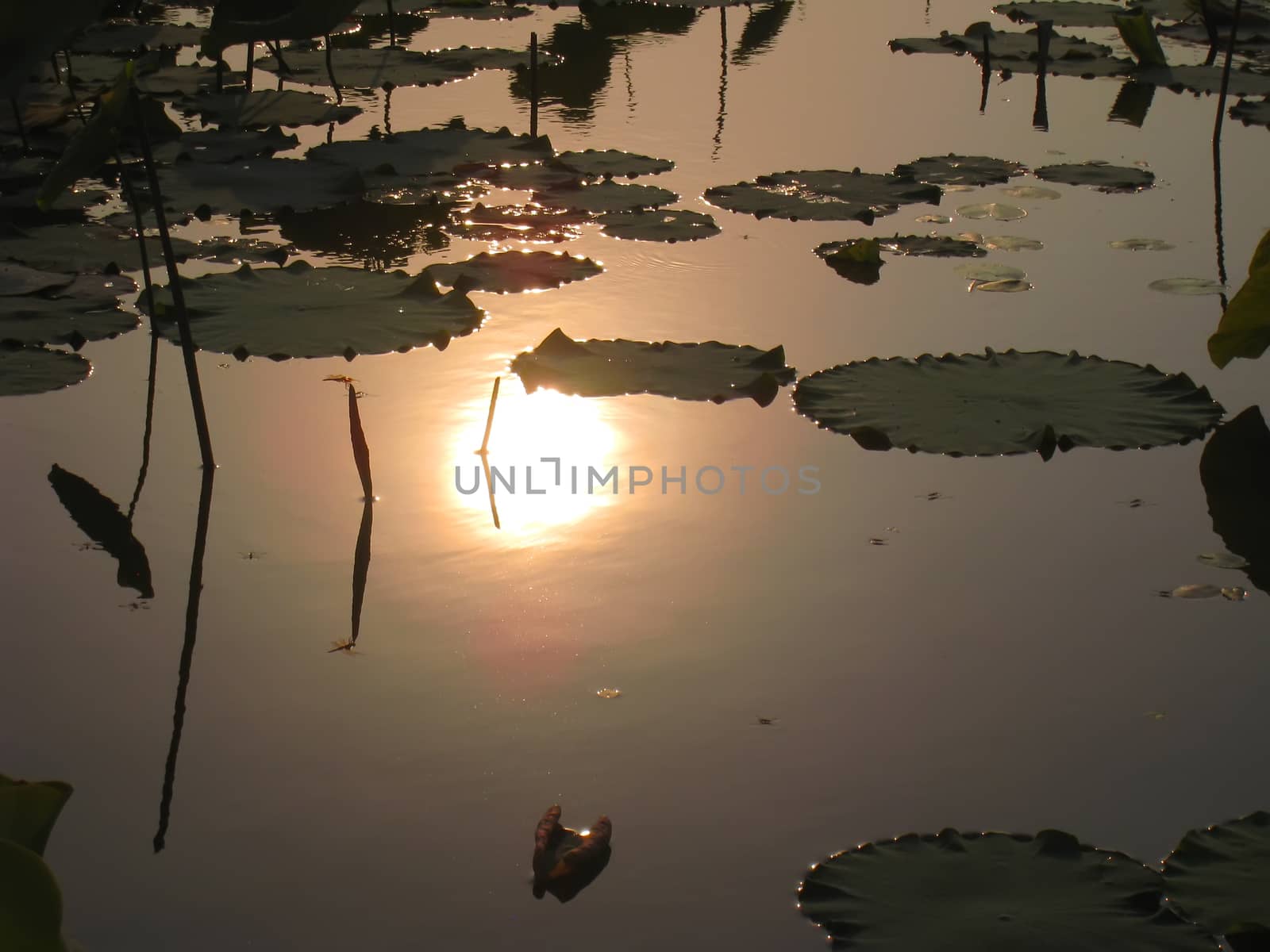 sunset on the river