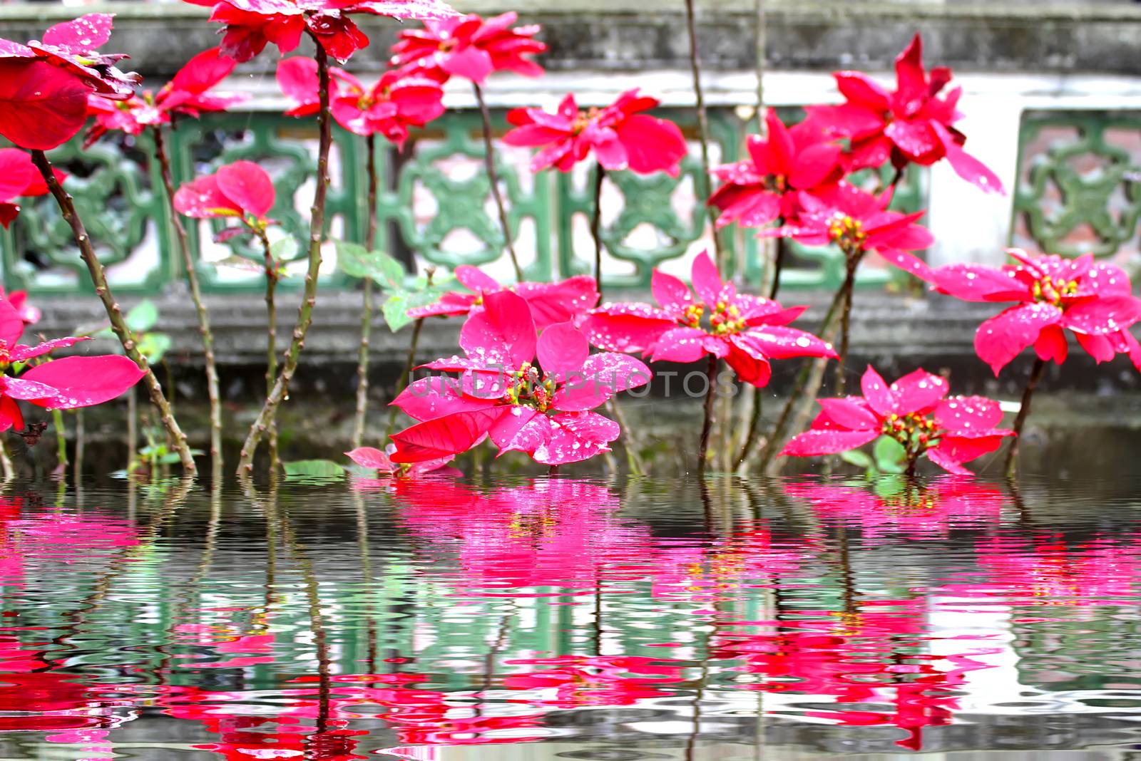 red flower