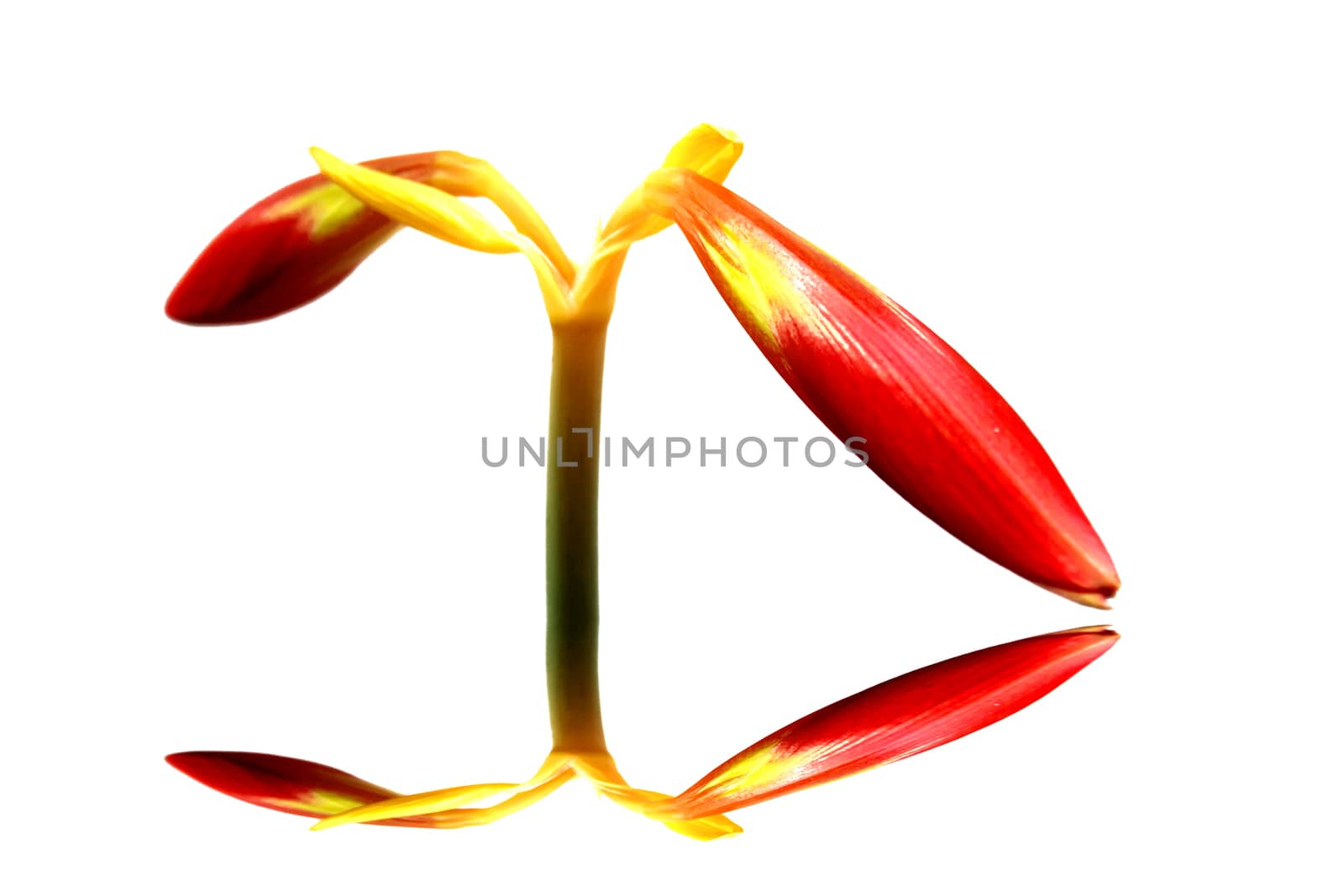 red lily