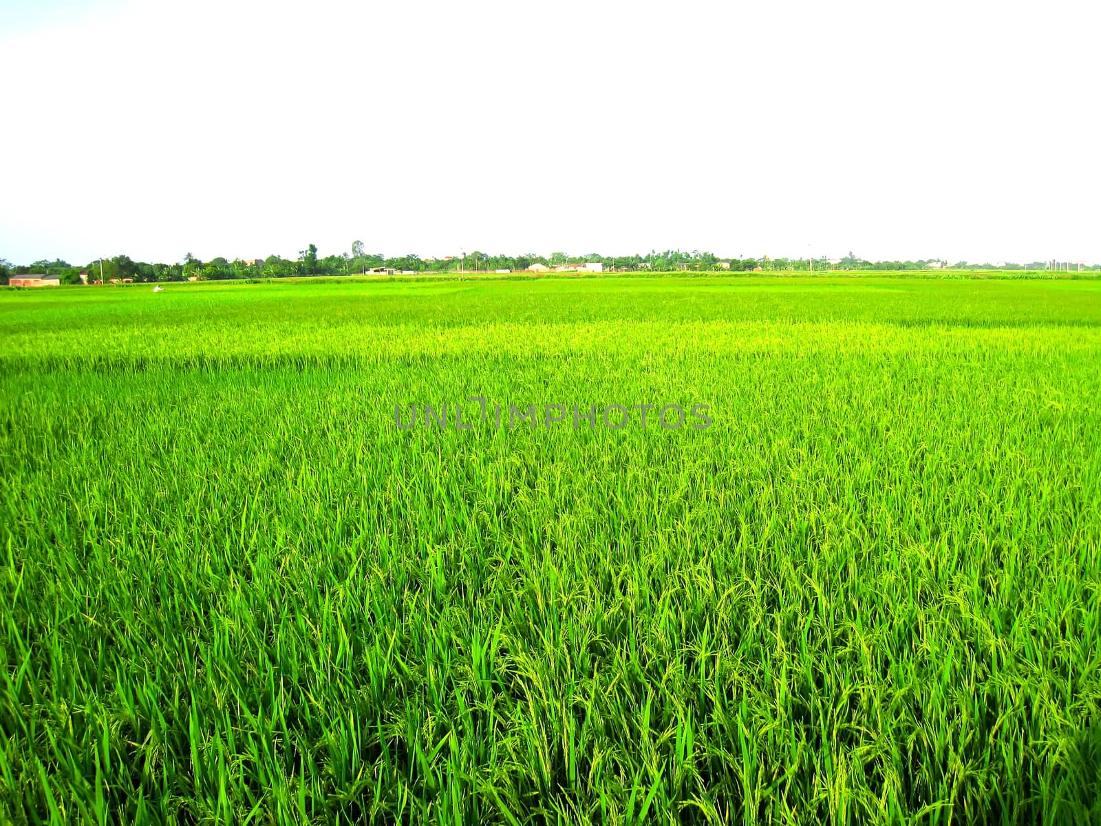 paddy field