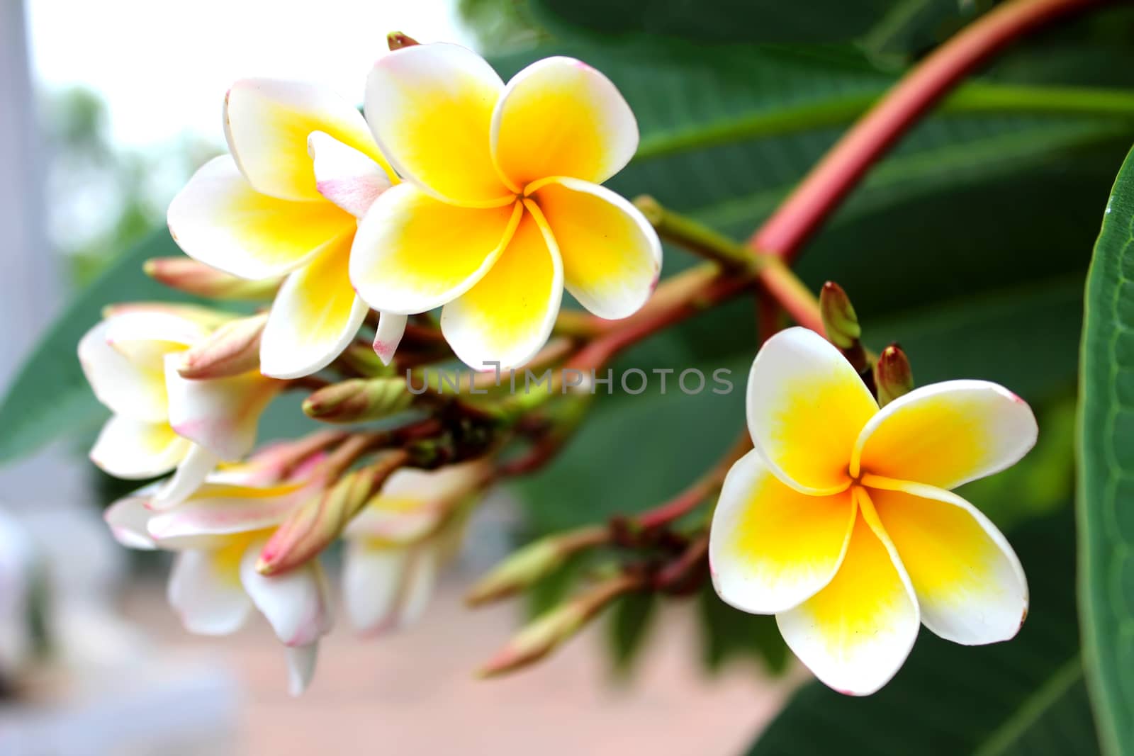 white flower
